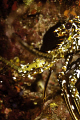   Lobster hiding under overhang  